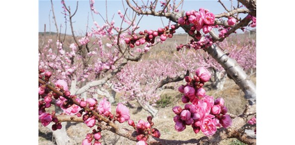 美到窒息！棲霞千畝梅花谷，暗香浮動醉游人